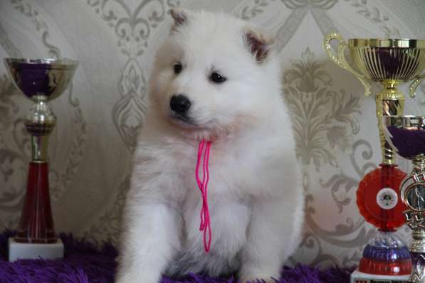 Щенки БШО в Москве фото 55