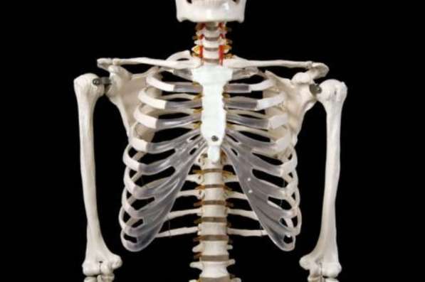 Анатомическая Модель скелета человека 170 см в Москве фото 3