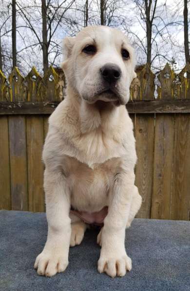 Щенки среднеазиатской овчарки (девочки) в Киржаче фото 7