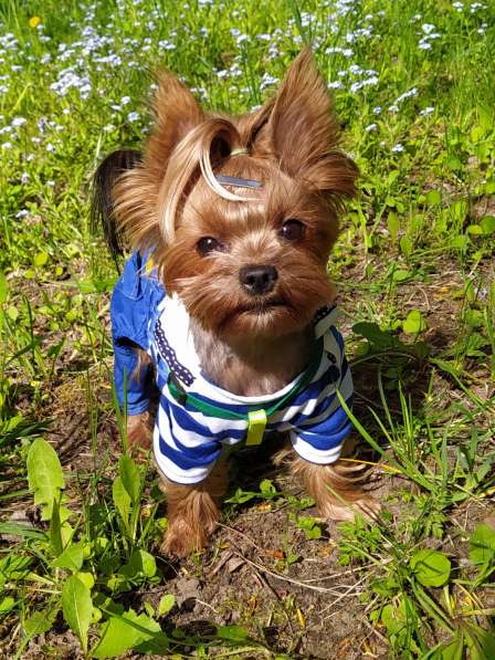 Продаю щенков йоркширских терьеров в фото 11