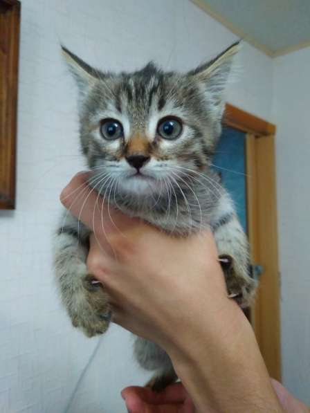 Котята ищут дом в Пензе