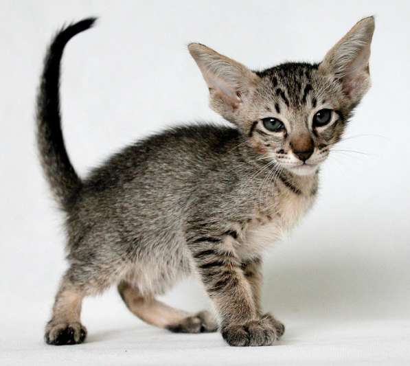 Ориентальные кошки из питомника в Москве фото 9