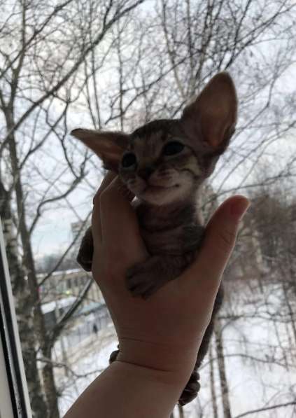 Элитный Девон-Рекс. Кудрявый лесной в Санкт-Петербурге фото 47