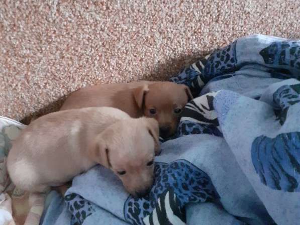 Той терьер щенки