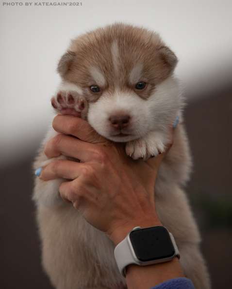 Щенки хаски ищут хозяев в Москве фото 5