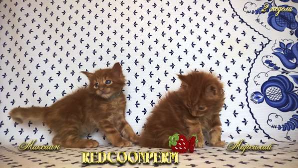 Котёнок мейн кун - уникального красного окраса. Шоу класс в Красноярске фото 6