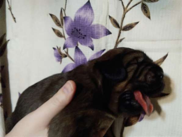 Тибетский мастиф щенки в Самаре фото 23