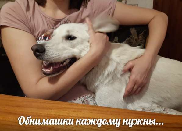 Веселая Эльфа, выжившая после аварии, ищет дом! в Москве фото 10