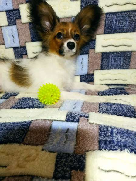 Щенки папийона в Ростове-на-Дону фото 21