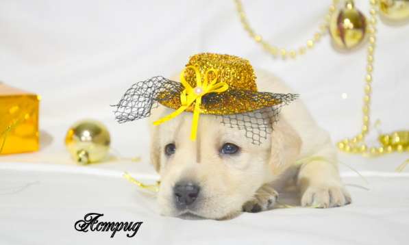 Щенки лабрадора из питомника в Белгороде фото 31