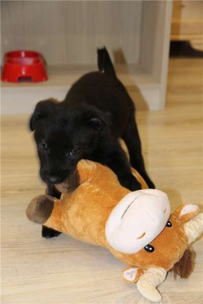 Москва, МО. Чудесные малыши ищут дом в Москве фото 8