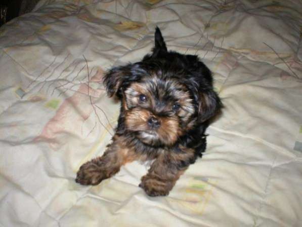 Щенок йоркширского терьера Девочка