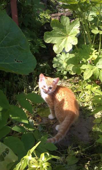 Молодой котик ищет дом в Истре фото 12