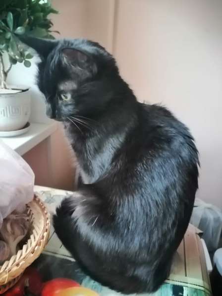 Красивая грациозная черная кошка в Санкт-Петербурге фото 8