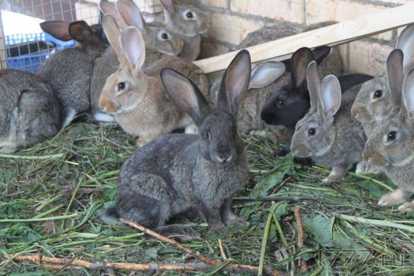 Молодые кролики со своего хозяйства в Волоколамске фото 7