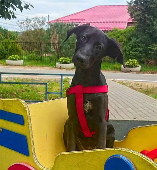 Ангел ищет семью в Москве фото 9