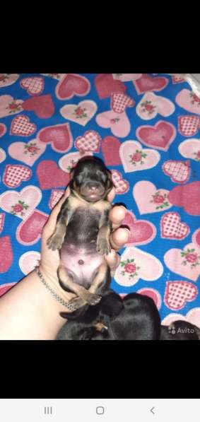 Той терьер щенки в Москве фото 9