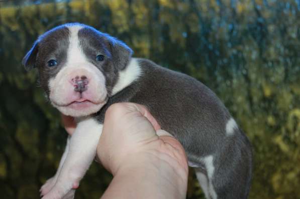 Шикарные милые щенки Амстаффа 2 месяца ркф в Москве фото 13