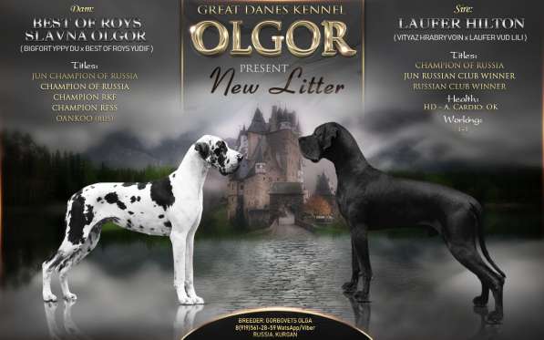 Щенки немецкого дога в Кургане фото 4