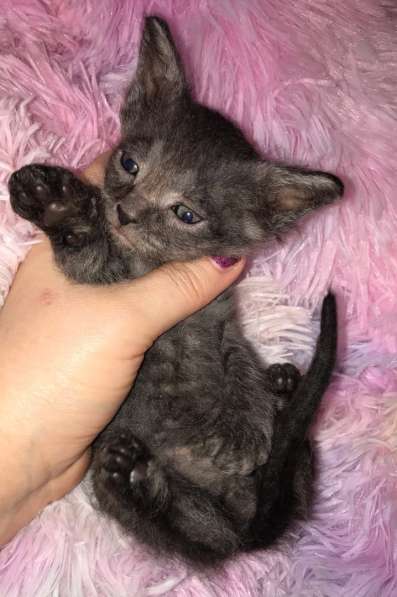 Кудрявые эльфы, каракулевые, элитные котята Девон-Рекс в Санкт-Петербурге фото 21