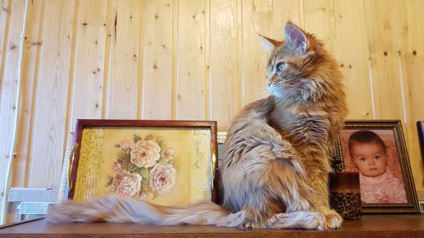 Красная кошечка мейн-кун в Санкт-Петербурге фото 13