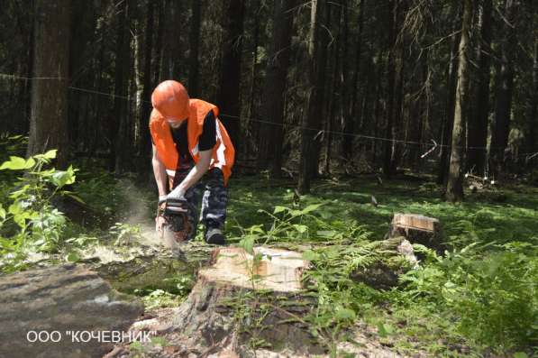 удаление опасных аварийных деревьев -кронирование в Москве фото 14