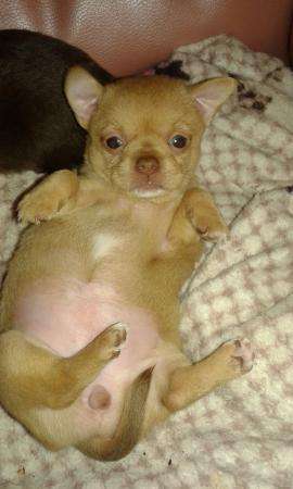 Щеночки чихи в Тюмени фото 3