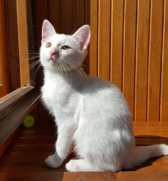 Котенок в добрые руки. Маленький Мейсон в Москве фото 15