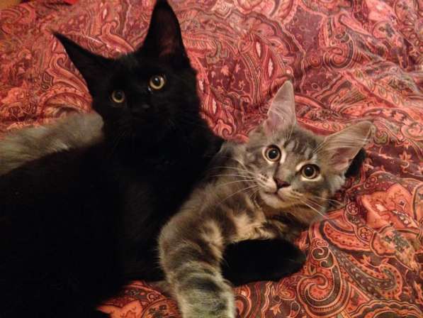 Великолепная красавица кошечка мейн кун в Москве фото 6