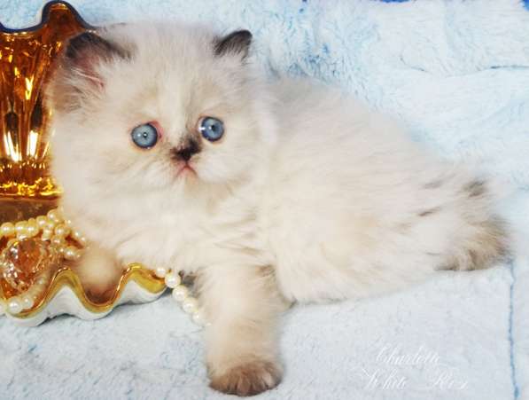 Персидский гималайский котенок Шарлотта в Москве
