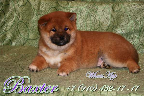 Предлагаются щенки Сиба в Уфе фото 4