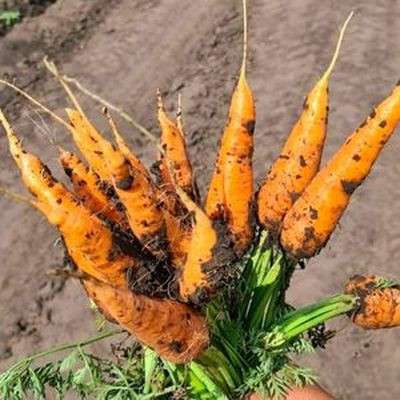Лучшие сорта моркови мелким и крупным оптом в Барнауле