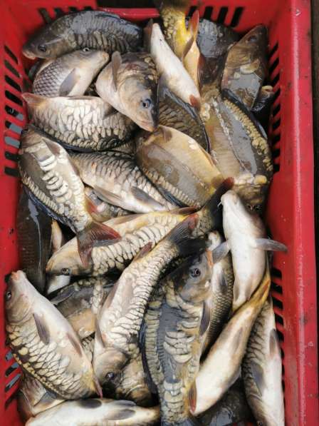 Живая рыба в Тихорецке