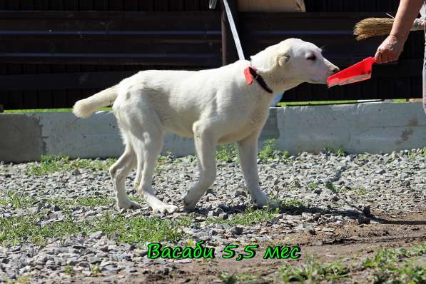 Щенок Среднеазиатской овчарки в Новосибирске фото 44