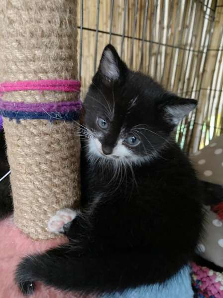 Озорной котёнок Том ищет дом в Санкт-Петербурге фото 8