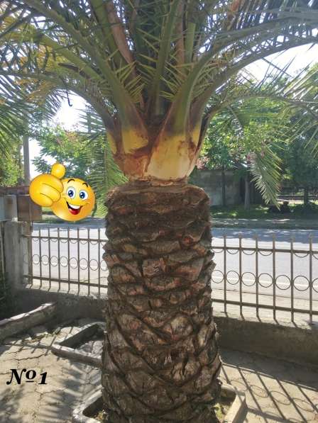 Продаются Финиковые Пальмы в фото 33