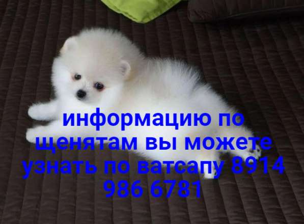 Щенки белого померанского шпица в Нижнем Новгороде