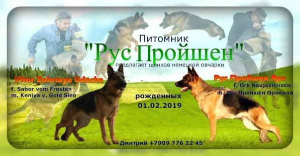 Щенки немецкой овчарки в Калининграде фото 3