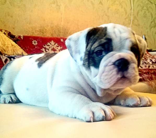 Английский бульдог в Москве фото 11