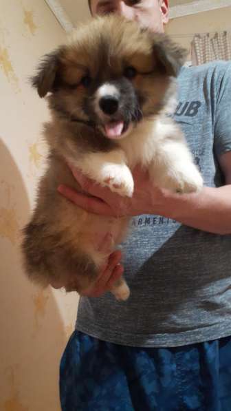 Щенки вельш корги пемброк в Пушкино фото 9