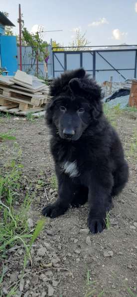 Черный щенок немецкая длинношерстная овчарка в Алуште фото 6