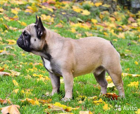 Французские бульдоги для вязки в Москве фото 4