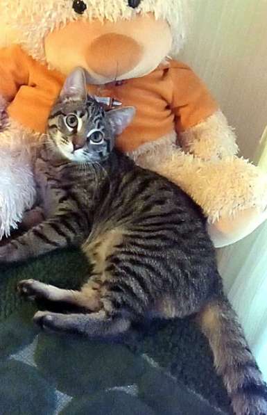 Полосатое чудо Барни, ласковый котенок в добрые руки