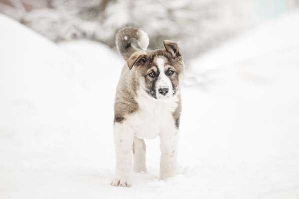 Щенок Ося ищет доброго хозяина! в Москве фото 11