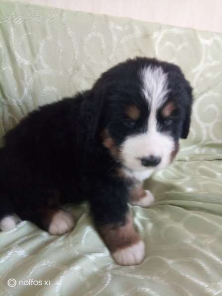 Щенки Бернского зенненхунда