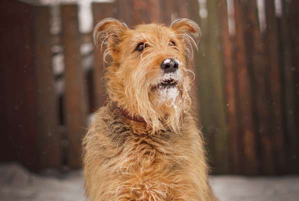 Мухтар ищет семью в Москве фото 32