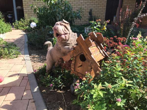 Продаются щенки шарпея от пары чемпионов в Волгограде фото 8