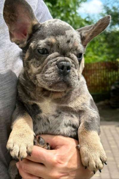 Французский бульдог. Blue tan merle в 