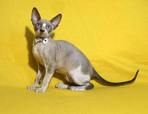 Котята корниш рекс в Москве фото 4