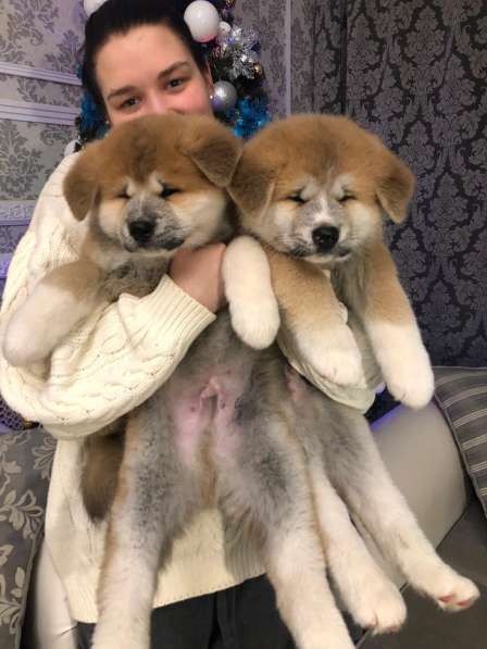 Акита ину щенки в Москве фото 6